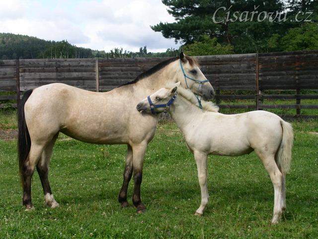 Greisy s "adoptovaným" hříbětem welshponky Ponky :-)
