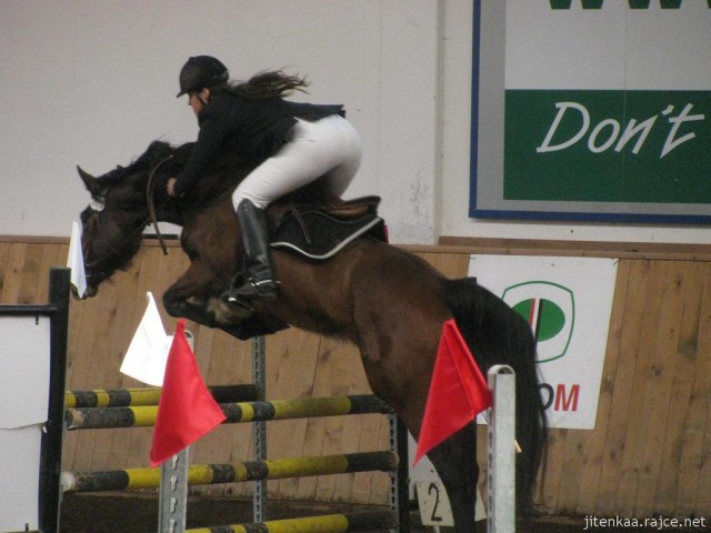 Čtyřletá Highland Z na prvních závodech, parkur Z
