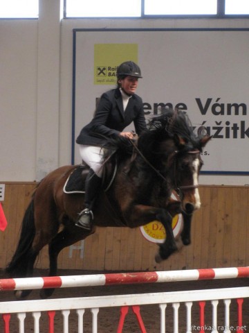 Čtyřletá Highland Z na prvních závodech, parkur Z