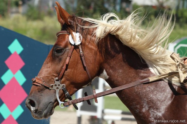 Vikina, parkur ZL Klatovy, 3. místo z 80 koní, srpen 2012