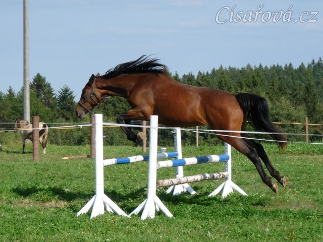 Skákání ve volnosti, dvouletá klidna Ascara