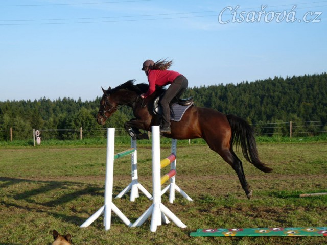 Skákání pod sedlem, čtyřletá klisna Lily
