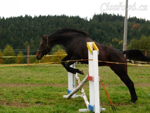 Skákání ve volnosti, čtyřletá klisna Fivitas Dei