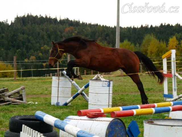 Skákání ve volnosti, dvouletá klidna Ascara