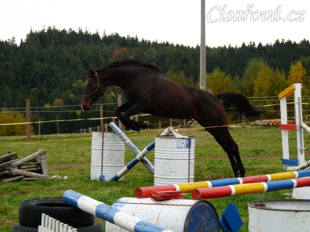 Skákání ve volnosti, čtyřletá klisna Fivitas Dei