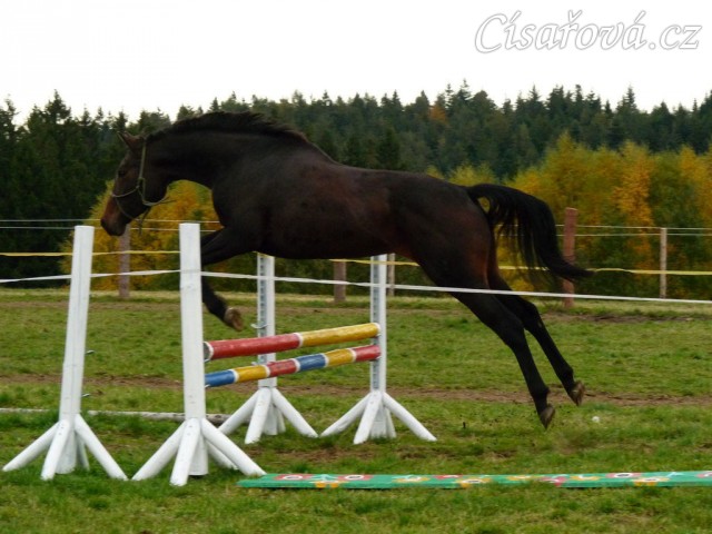 Skákání ve volnosti, čtyřletá klisna Fivitas Dei