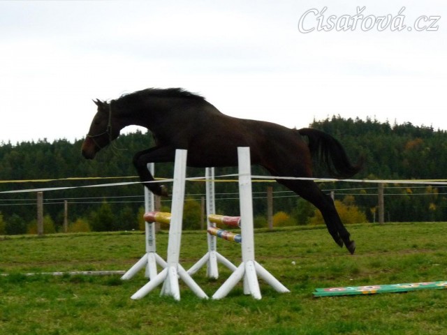 Skákání ve volnosti, čtyřletá klisna Fivitas Dei