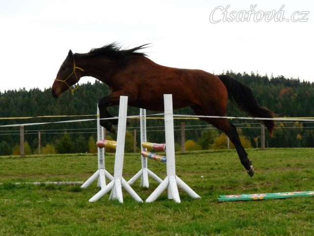 Skákání ve volnosti, dvouletá klidna Ascara
