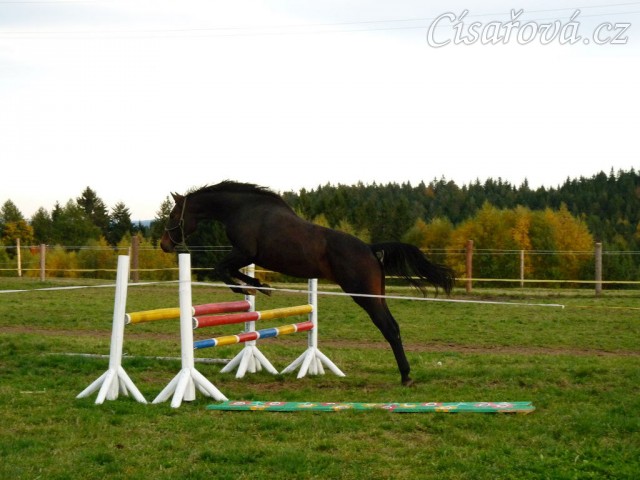 Skákání ve volnosti, čtyřletá klisna Fivitas Dei