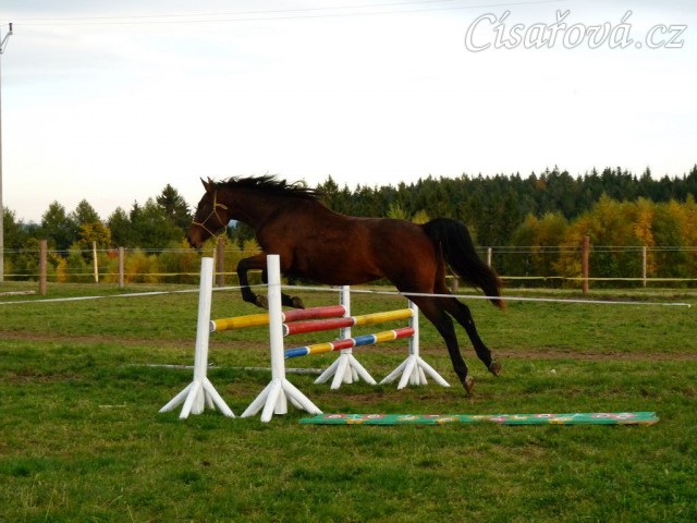Skákání ve volnosti, dvouletá klidna Ascara