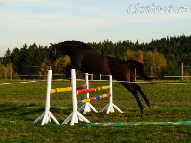 Skákání ve volnosti, čtyřletá klisna Fivitas Dei