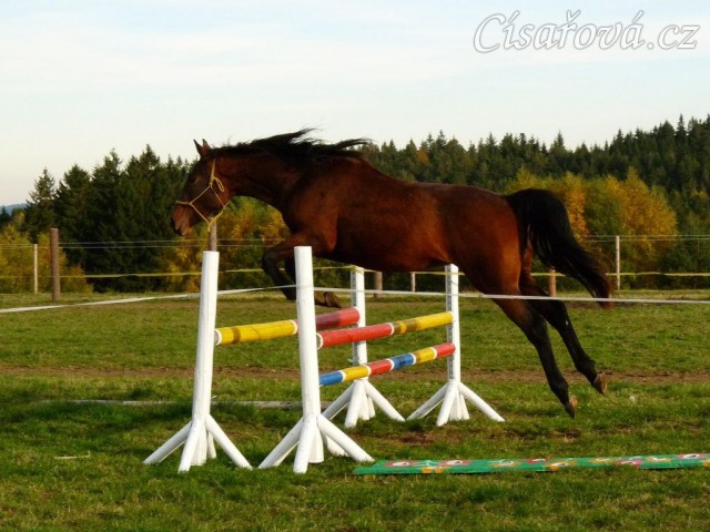 Skákání ve volnosti, dvouletá klidna Ascara