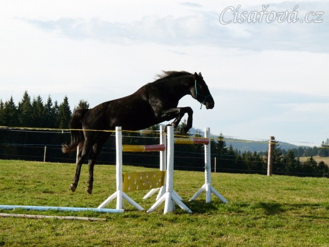 Skákání ve volnosti, pětiletý hřebec Carthago, oxer 130cm
