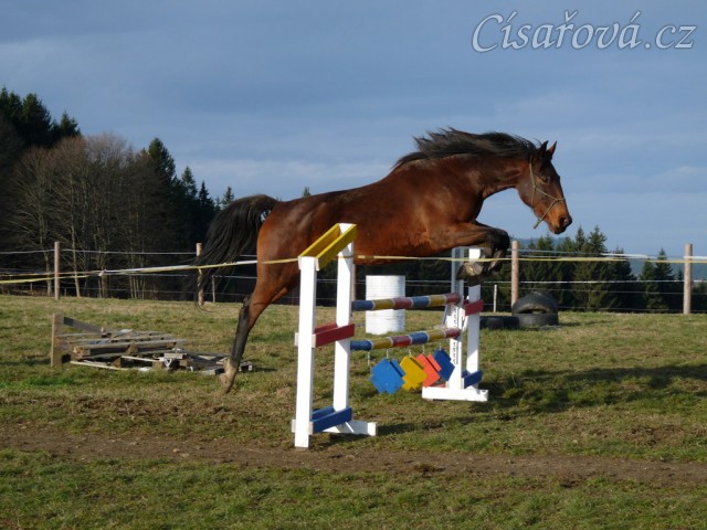 Skákání ve volnosti, šestiletá klisna Bára