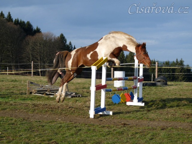 Skákání ve volnosti, devítiletá klisna Vikina