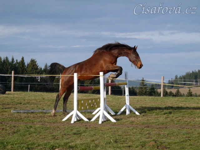 Skákání ve volnosti, šestiletá klisna Bára