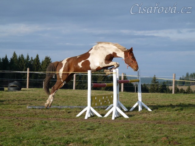 Skákání ve volnosti, devítiletá klisna Vikina