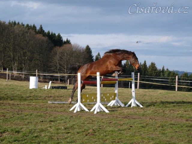 Skákání ve volnosti, šestiletá klisna Bára