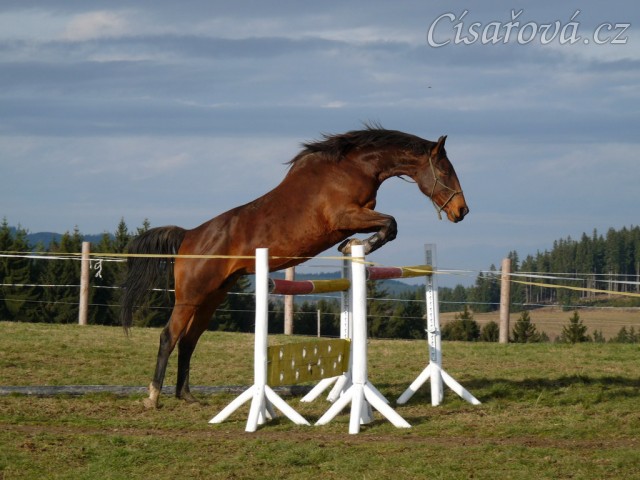 Skákání ve volnosti, šestiletá klisna Bára, oxer 130cm
