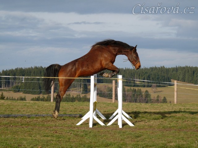 Skákání ve volnosti, šestiletá klisna Bára, oxer 140cm