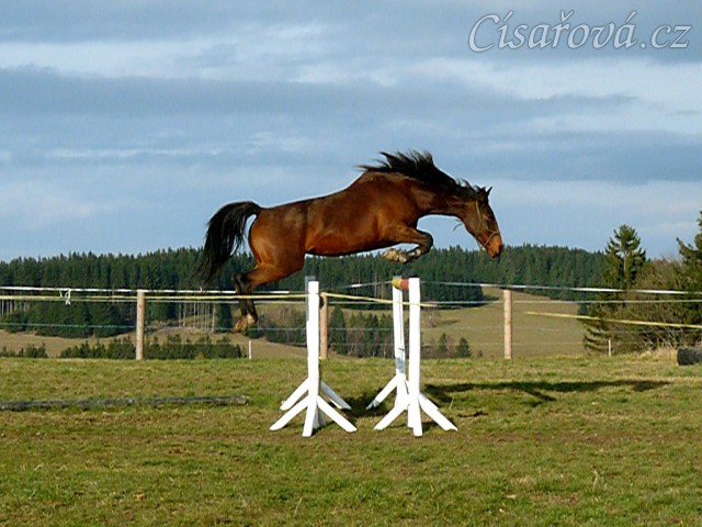 Skákání ve volnosti, šestiletá klisna Bára, oxer 145cm