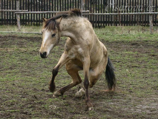 Bahno je dobrý přítel koně :-)