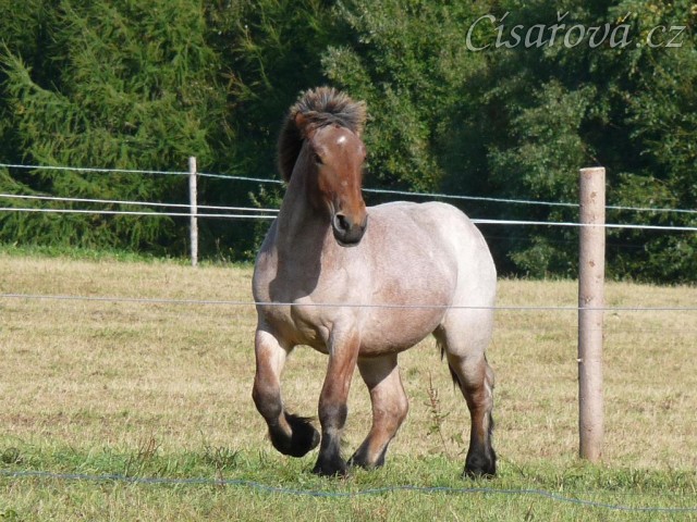 Fiona v září 2012 ve věku 1,5 roku, roste jako z vody:-)