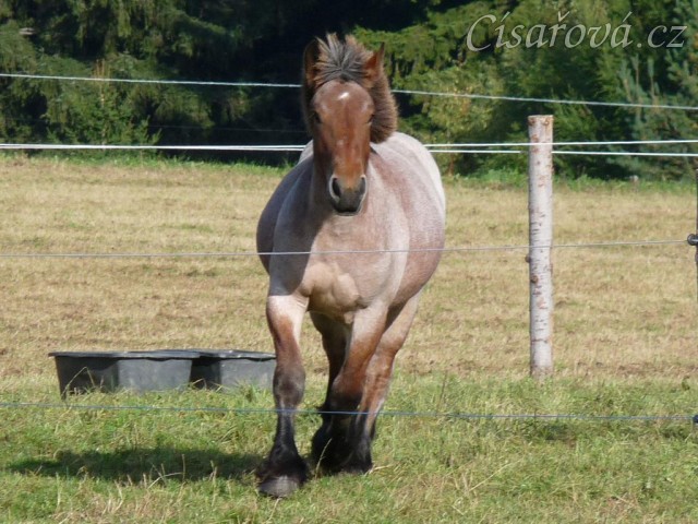 Fiona v září 2012 ve věku 1,5 roku, roste jako z vody:-)