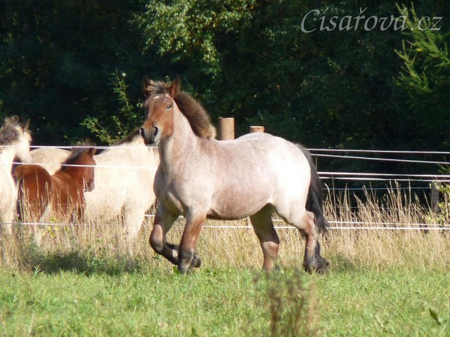 Fiona v září 2012 ve věku 1,5 roku, roste jako z vody:-)