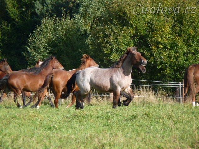 Fiona v září 2012 ve věku 1,5 roku, roste jako z vody:-)