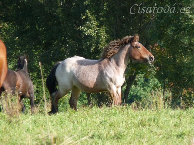 Fiona v září 2012 ve věku 1,5 roku, roste jako z vody:-)