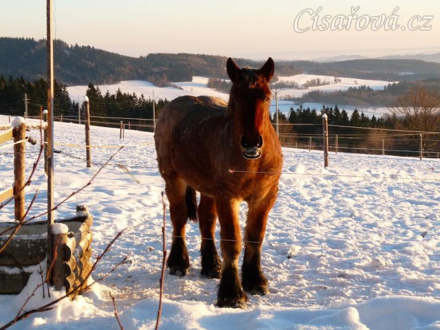 Fiona v prosinci 2012, začíná být pořádný began:-)