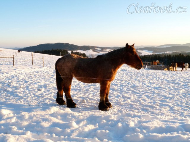 Fiona v prosinci 2012, začíná být pořádný began:-)
