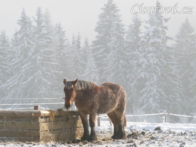Dvouletá Ardenka u senáže