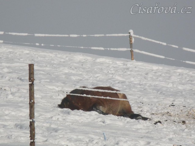 Siesta - nejlépe se spí na sněhu:-) Dvouletá Ardenka Fiona