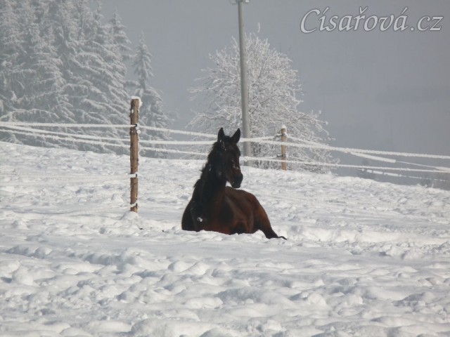 Siesta - nejlépe se spí na sněhu:-) tříletý Chesterton