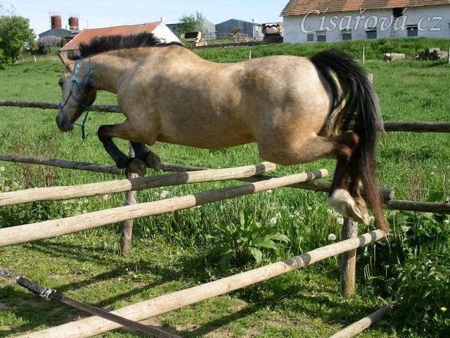 Skákání ve volnosti