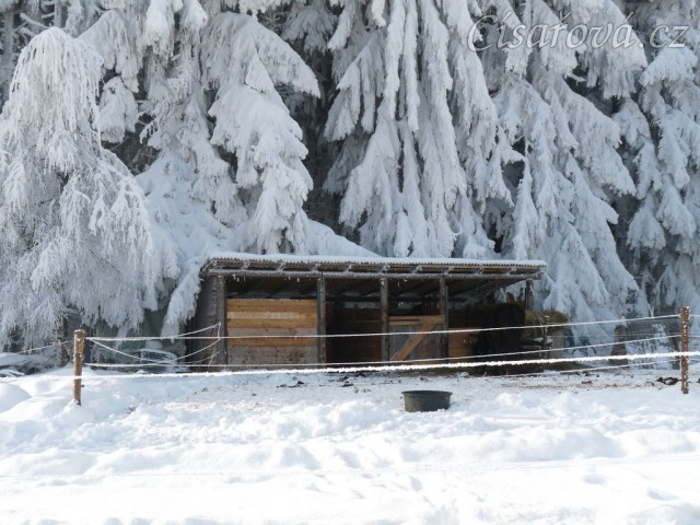 Boxy pod obalenými stromy