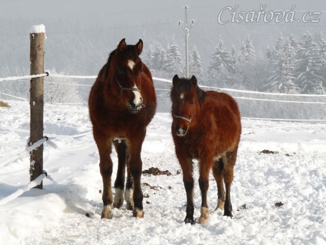 Naše loňská hříbata, pořádní medvědi:-)