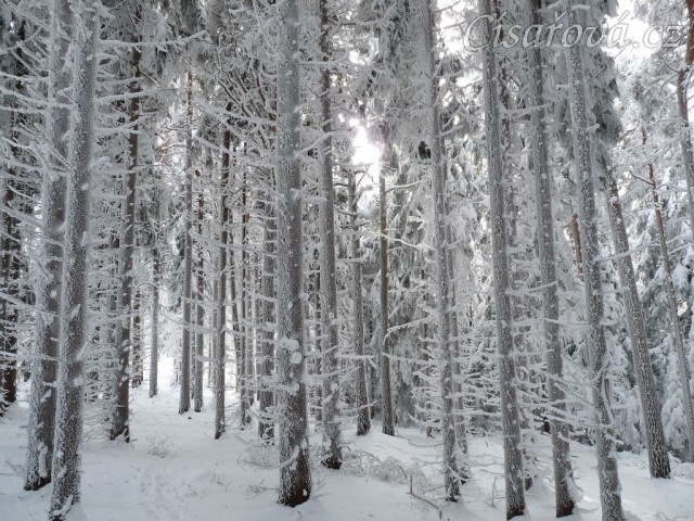 Krása zimního lesa