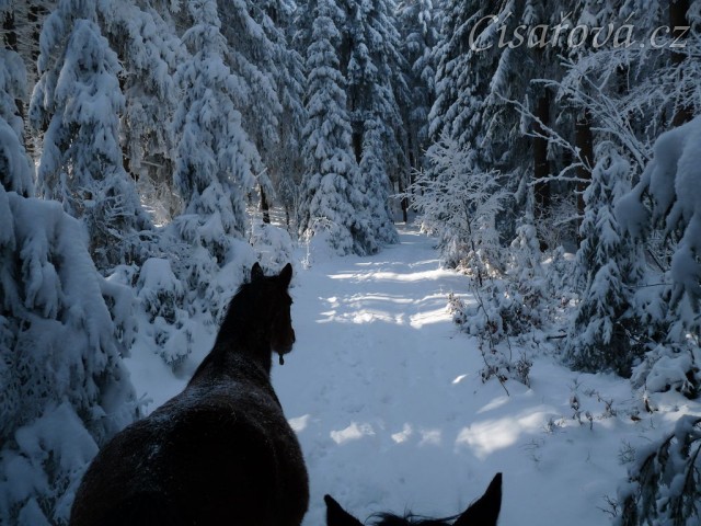Skoro tříletá Ascara vede vyjížďku