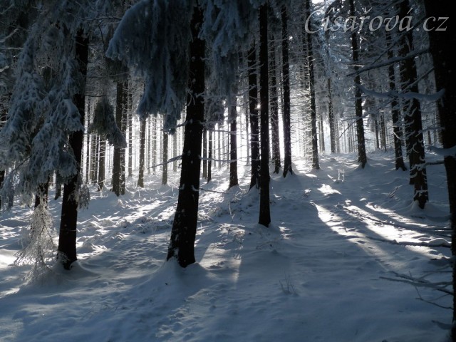 Krása zimního lesa