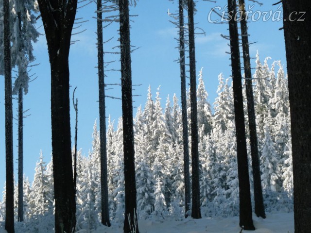 Krása zimního lesa
