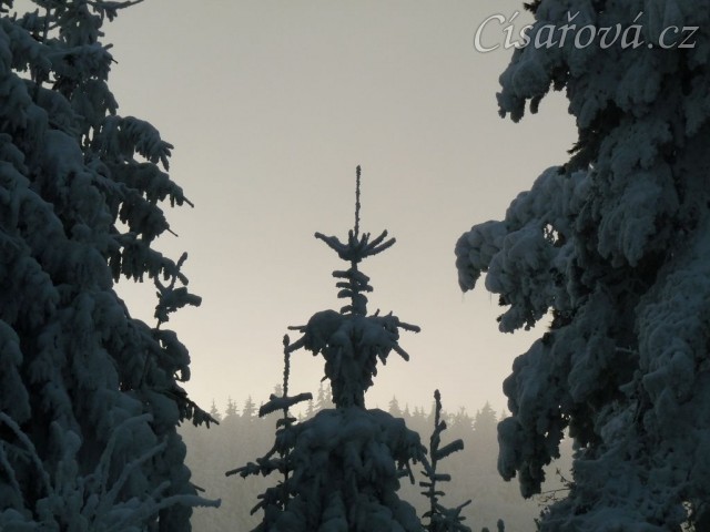 Krása zimního lesa