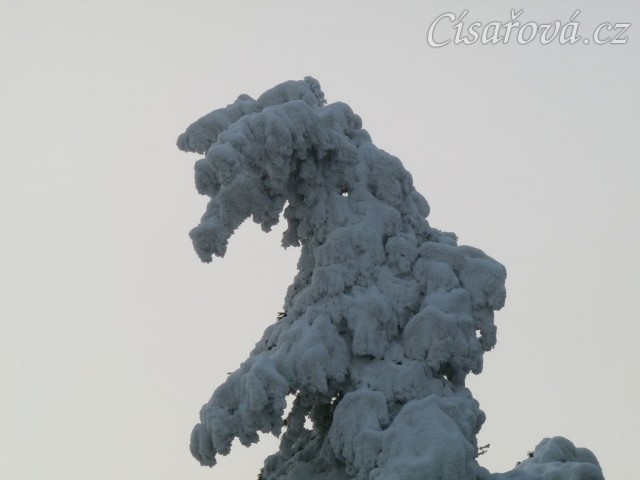 Borovice mění podobu:-)