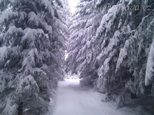 Lesní cesty se zmenšují:-)