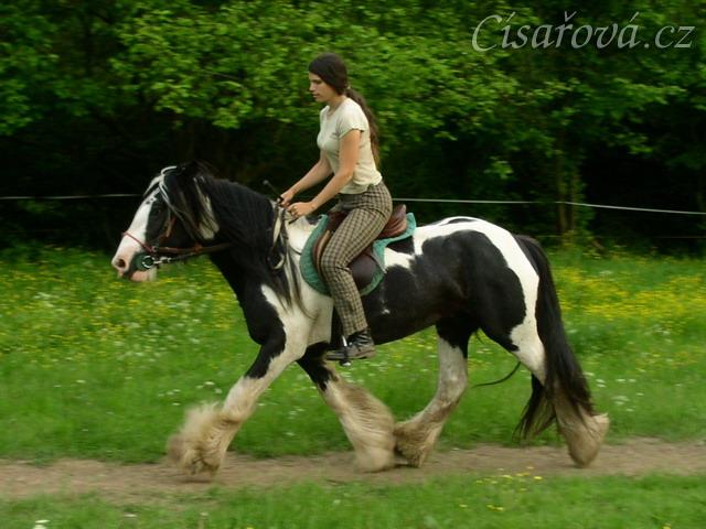 Bas po dvou měsících ve výcviku, jízdárna - klusem po obvodu