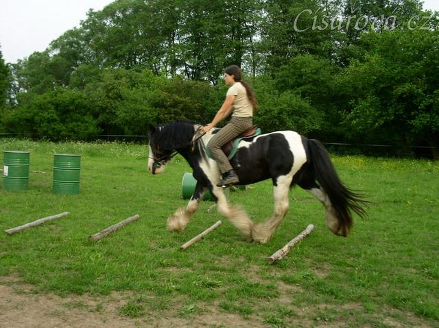 Bas po dvou měsících ve výcviku, jízdárna - přes kavalety v klusu