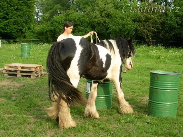 Bas, 7 her podle Pata Parelli - vyslání mezi dva sudy (prostorová neboli stlačovací hra)