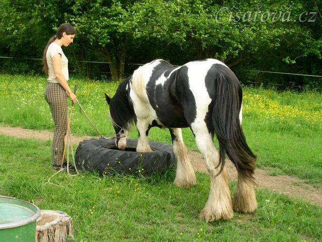 Bas, 7 her podle Pata Parelli - Bas se poprvé učí stoupnout do pneumatiky, jedna noha je uvnitř